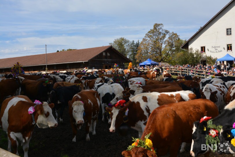 Les vaches ont hâte de quitter l'enclos