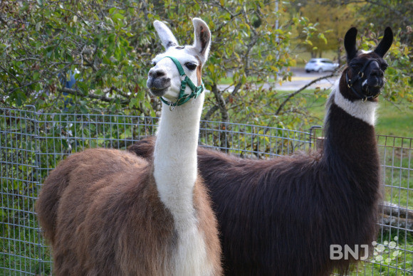 Deux des lamas que les visiteurs du Musée paysan peuvent admirer ce week-end à La Chaux-de-Fonds.