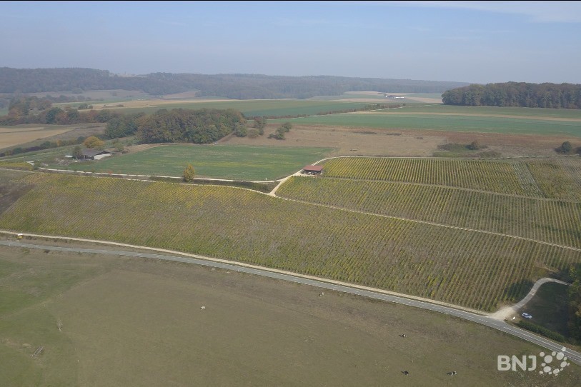 Les 7 hectares du Clos des Cantons à Buix ont produit 40 tonnes de raisin