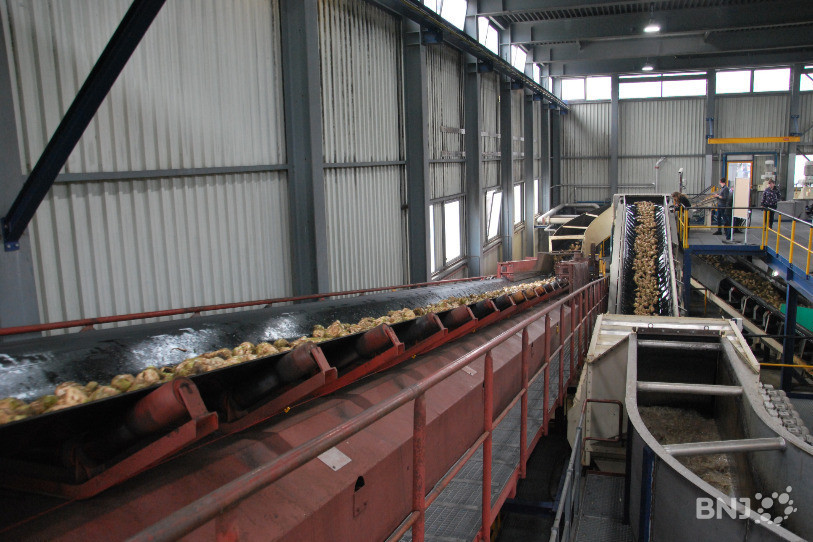Première étape dans la fabrication du sucre: le lavage des betteraves