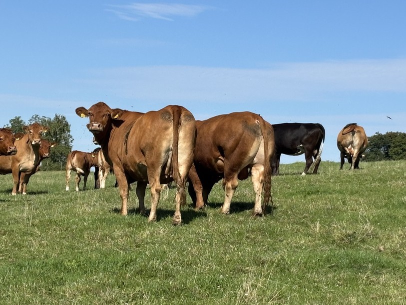 L'estivage des bovins en France a été interdit par les autorités fédérales. (Photo d'illustration)