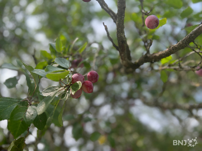 Quelques fruits restent encore sur les arbres.