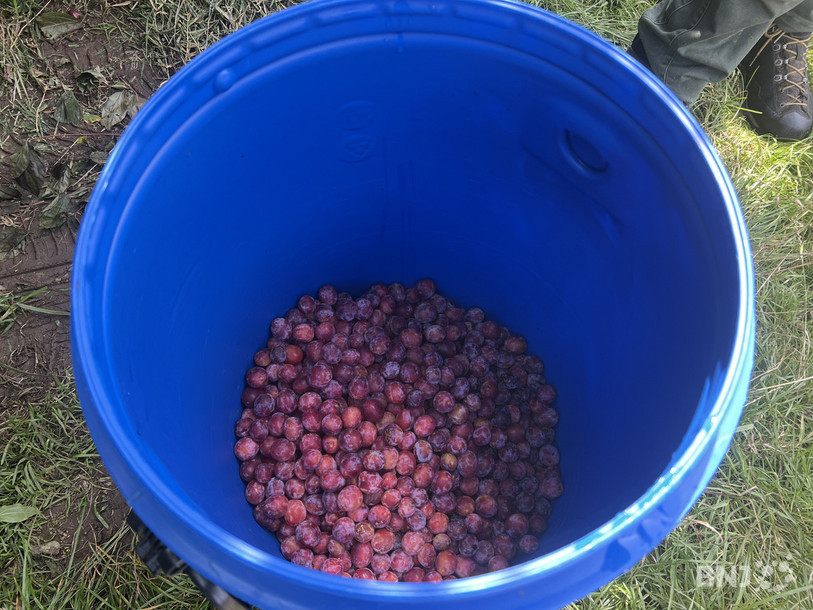 Lionel Richard a annoncé environ une tonne de fruits cette année auprès de l'interprofession de la damassine, ce qui reste loin de son record de 3 tonnes en 2018.
