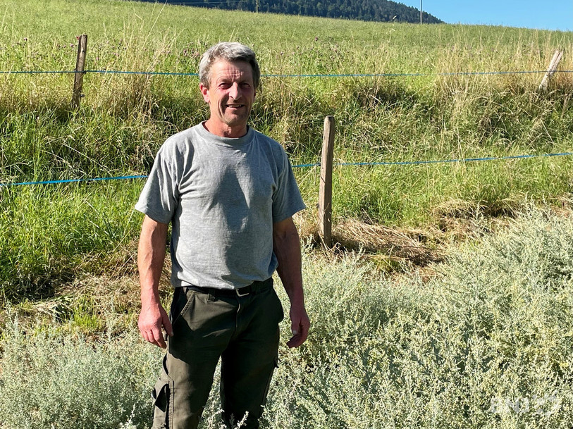 Yves Currit, dans le champ de grande absinthe à Travers.