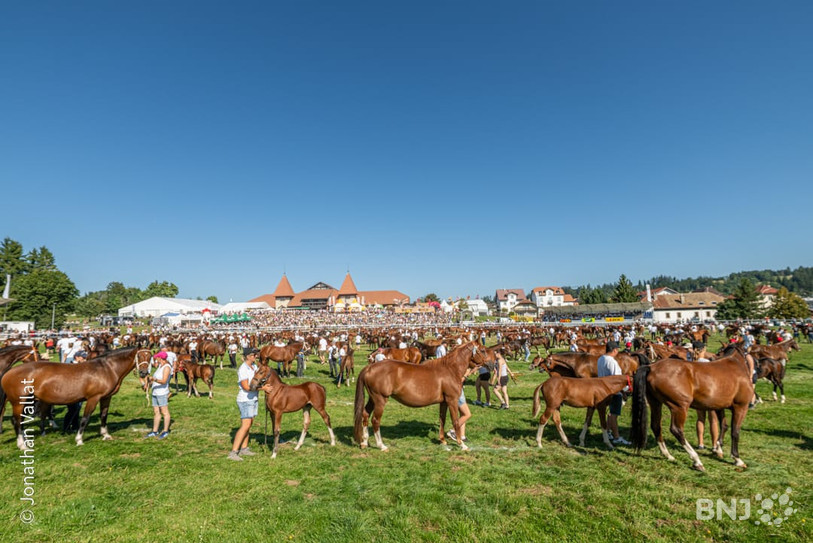 La grande parade de 400 chevaux du dimanche matin a été l'un des moments forts de ce 120e Marché-Concours. (Photo : Jonathan Vallat).