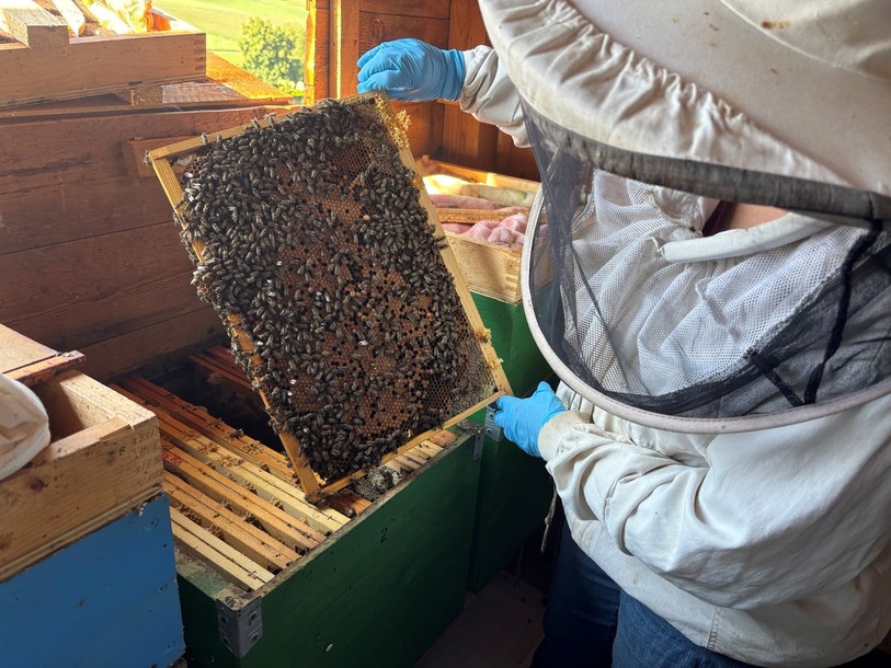Les abeilles ont bien travaillé cette année.