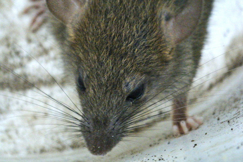 Deux rats se sont infiltrés dans une station transformatrice.