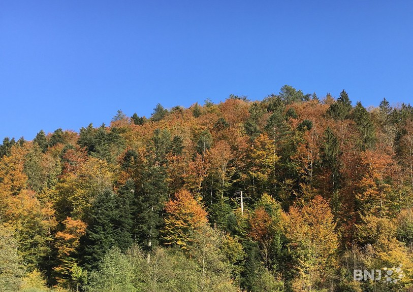 forêt