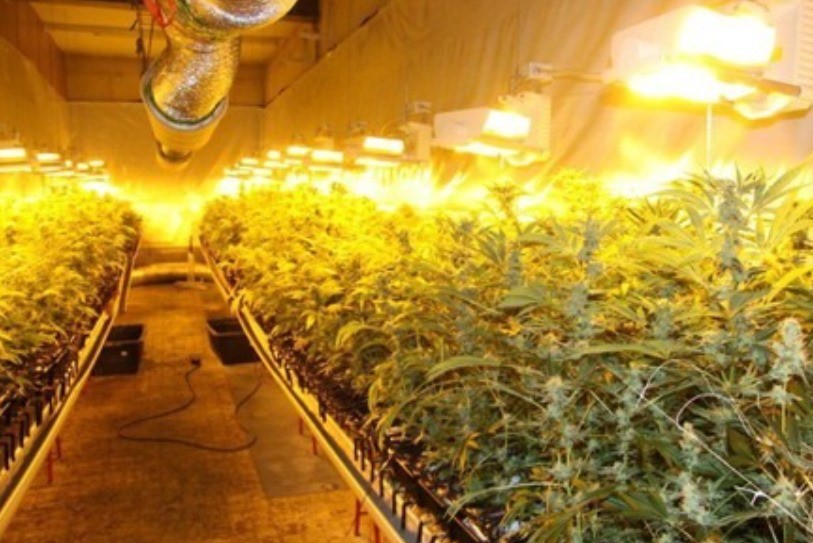 Le site de production de chanvre découvert aux Verrières en 2012. (Photo: archive)
