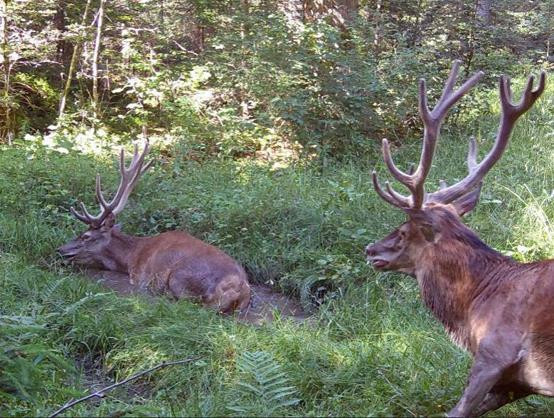 Le canton estime que les effectifs de cerfs sont en augmentation. (Photo : SFFN).