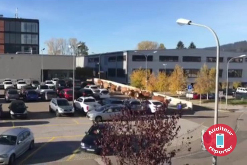 Les propriétaires du troupeau ont rapidement repris la situation en main. (Image : vidéo)