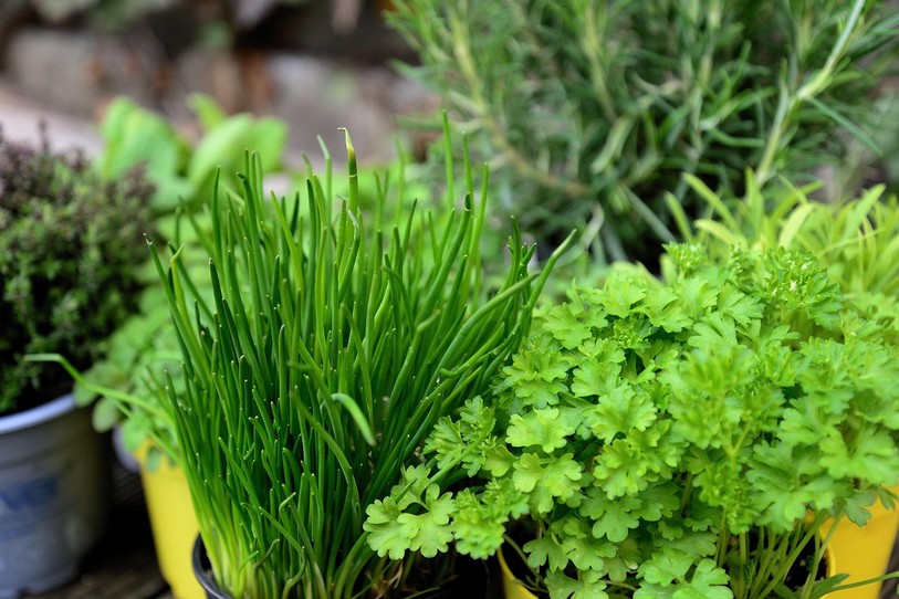 herbes aromatiques