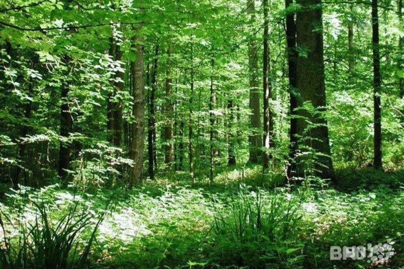 La biodiversité est en danger dans le monde, mais aussi dans nos contrées