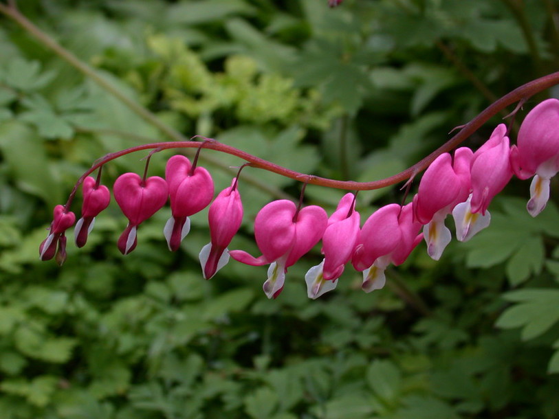 fleurs