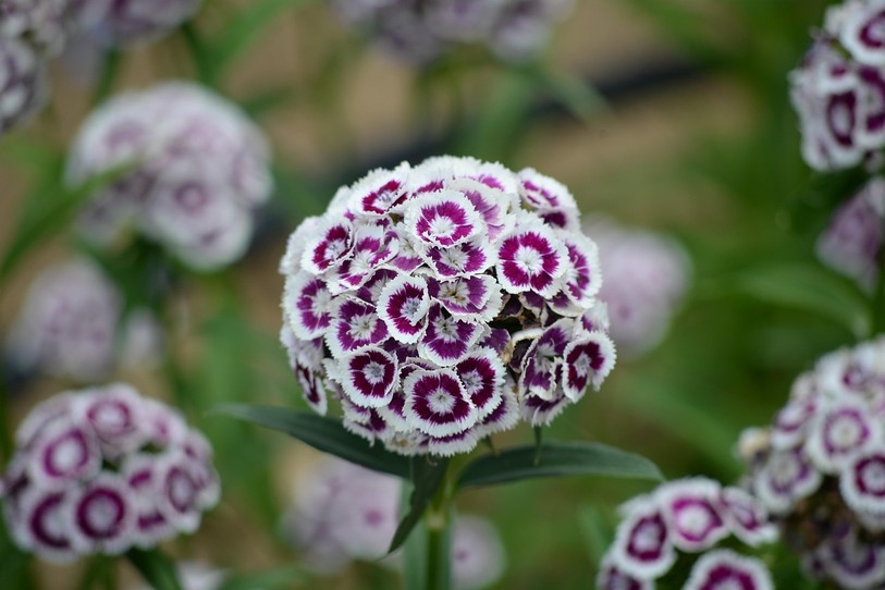 les plantes vivaces
