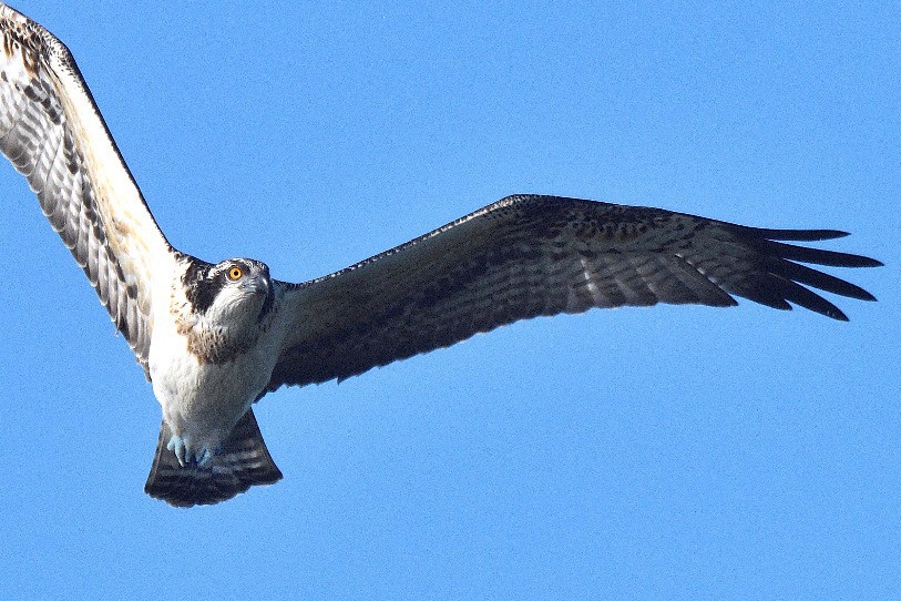 Photo de Claude Nardin. Balbuzard pêcheur
