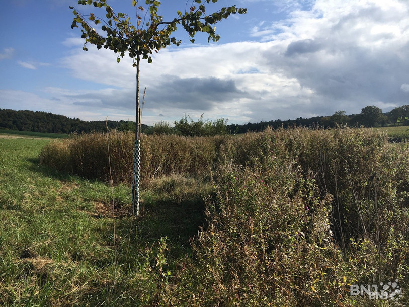 Les mesure de compensations ont notamment permis de revitaliser la zone aux abords du ruisseau de Bressaucourt. (Photo d’archives.)