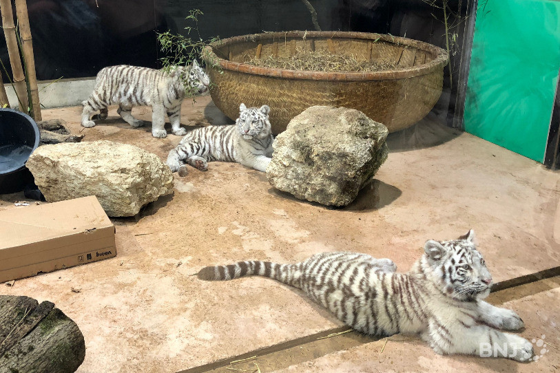 Elvira, Emma et Elsa viennent agrandir la famille des fauves du Siky Park