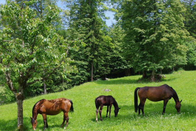 La race Franches-Montagnes est la dernière race suisse. (Image : Pixabay)