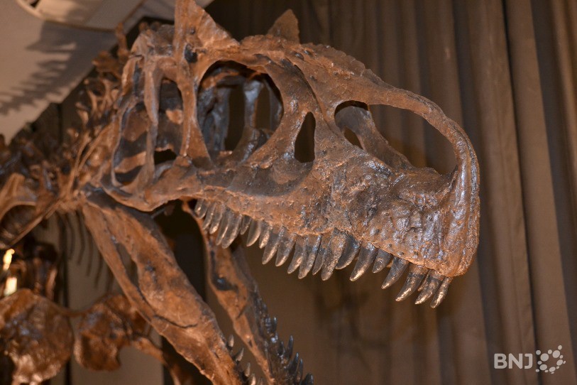 Un face-à-face avec un dinosaure, ça vous tente?