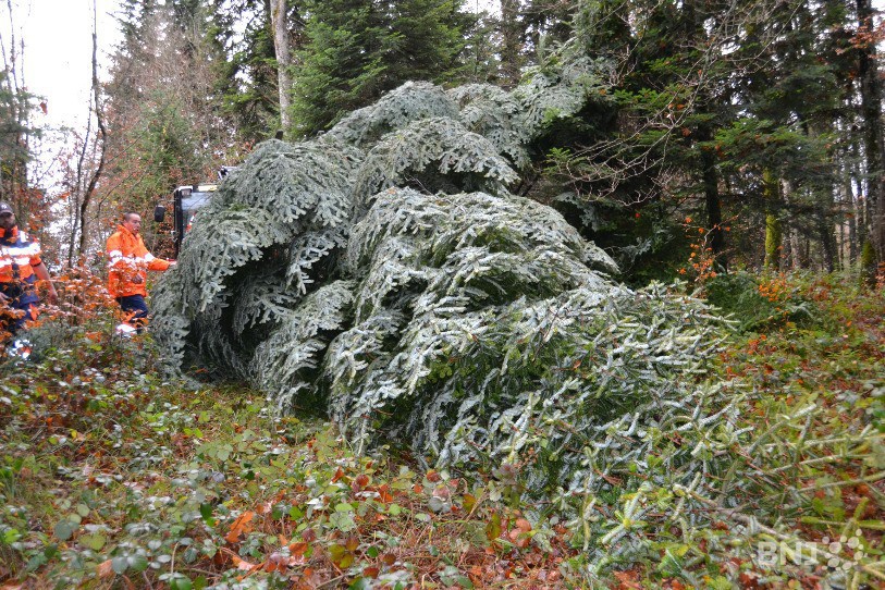 Le sapin est à terre.