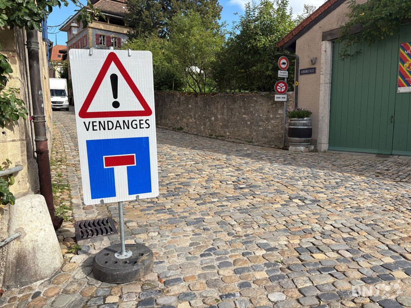 Les vendanges sont en route à Auvernier.