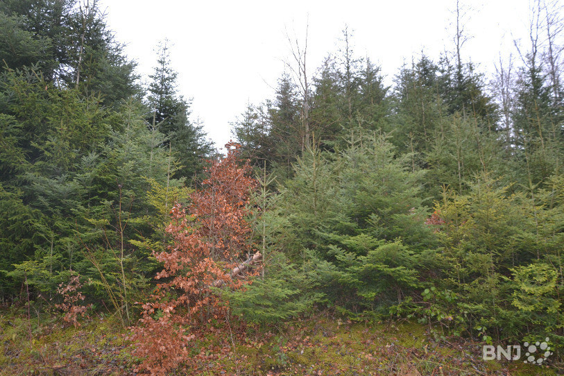 C'est dans cette zone de la forêt de Bassecourt qu'une centaine de jeunes sapins blancs sont prélevés chaque année.