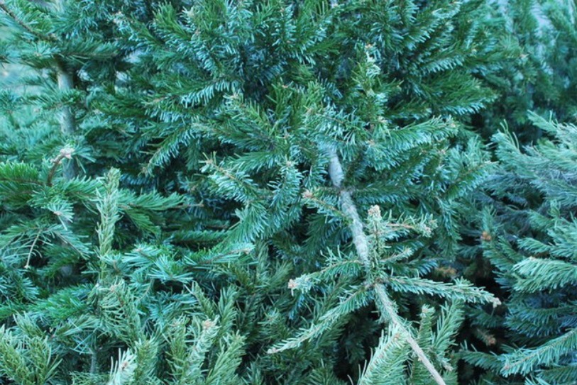 Le sapin, roi de la fête, mais d'où vient-il ?