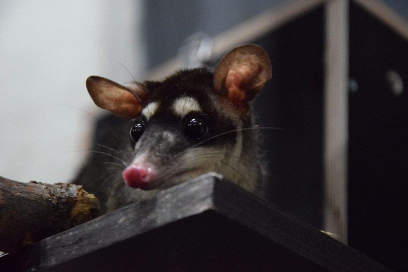 Un des opossums gris à quatre yeux qui vivent désormais à Chiètres. (Photo: Papiliorama)