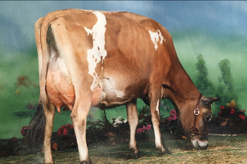 Océanie, l'une des vaches de Christophe Cerf, a été titrée en 2003. (photo: Christophe Cerf)