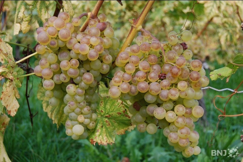 Les grappes, cette année, ont un peu souffert de la sécheresse, mais sont présentes en nombre. (Photo: archives)