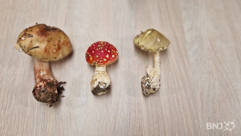 De gauche à droite : l’amanite rougissante (comestible si elle bien cuite), l’amanite tue-mouche (vénéneuse), l’amanite phalloïde (mortelle). Ingérer 60 grammes de cette dernière peut être fatal.