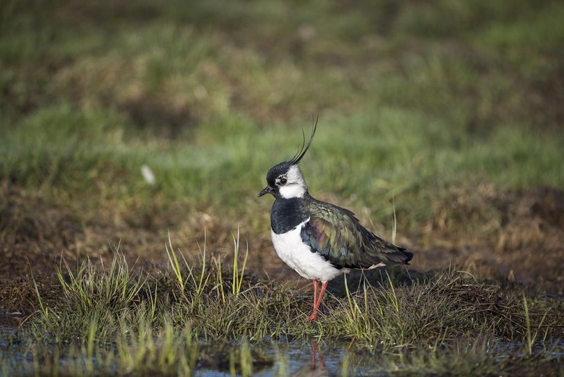 En 2018, 206 couples ont été répertoriés en Suisse. (Photo: birdlife.ch)