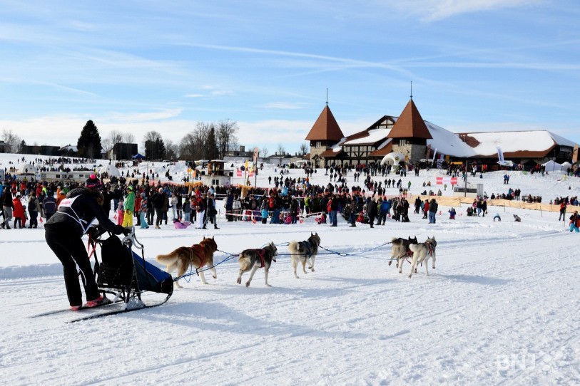 Les courses de chiens de traîneaux auront lieu si la neige est au rendez-vous (photo: archives)