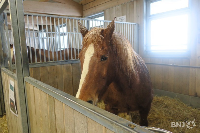 La Fondation pour le cheval pourra bientôt accueillir davantage de chevaux aux Bois.