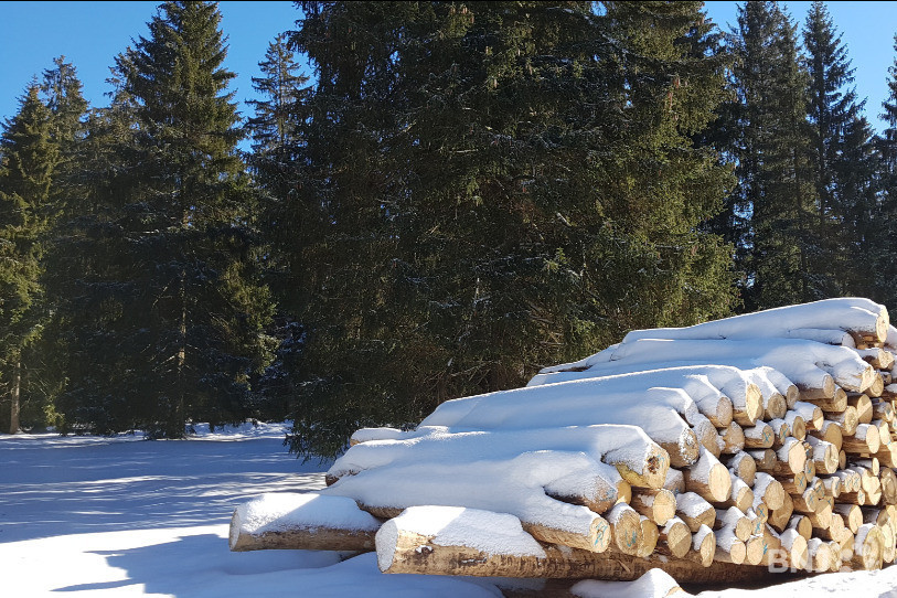 Un ciel bleu, une fine couche blanche sur le sol, des sapins verts : l’image donne à réfléchir…