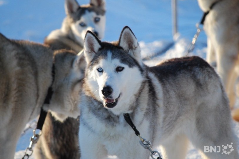 Les courses de chiens de traineaux ont été annulées à Saignelégier. (archives)