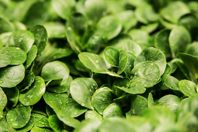 La listériose est une infection causée par l'ingestion d'aliments contaminés.