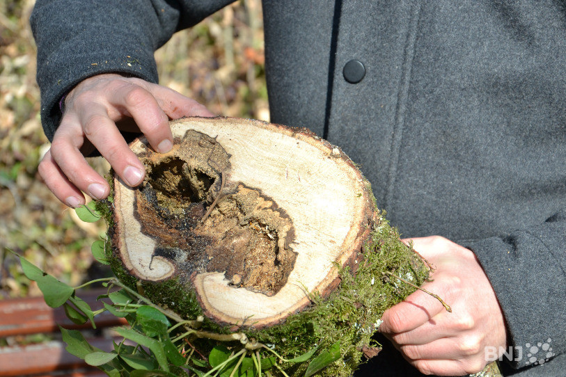 Un des arbres de la forêt du Crêt-du-Plan présentant de la pourriture.