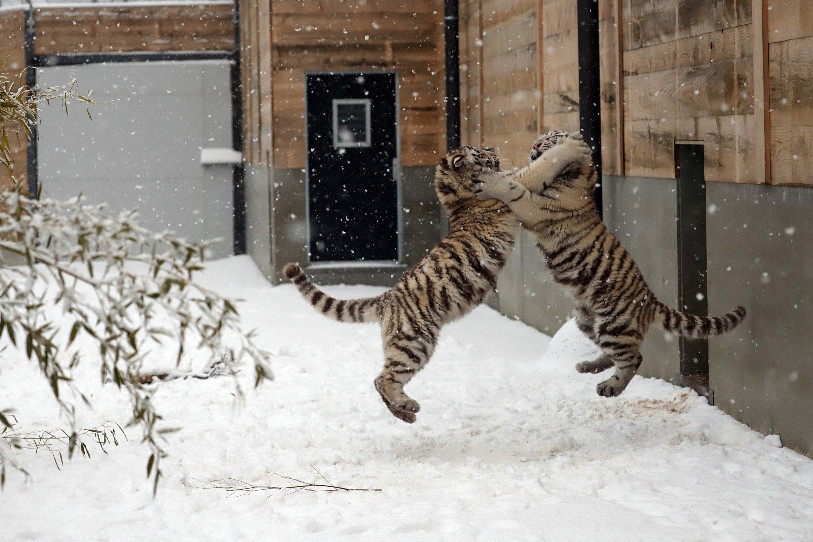 Pendant que certains restent au chaud, les jeunes tigres profitent de jouer dans la neige (photo: SikyPark)