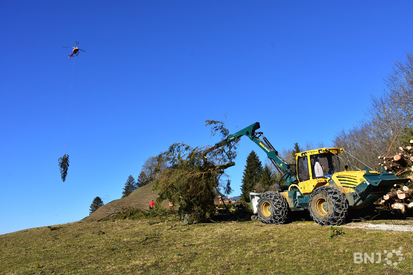 Les arbres ont été coupés afin de favoriser un certain type de faune qui aime la chaleur.