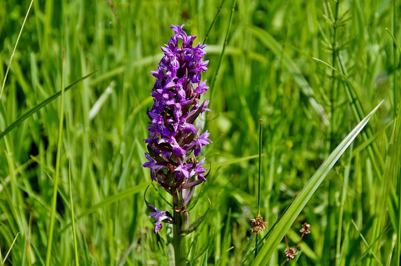 Orchidée dans les prés