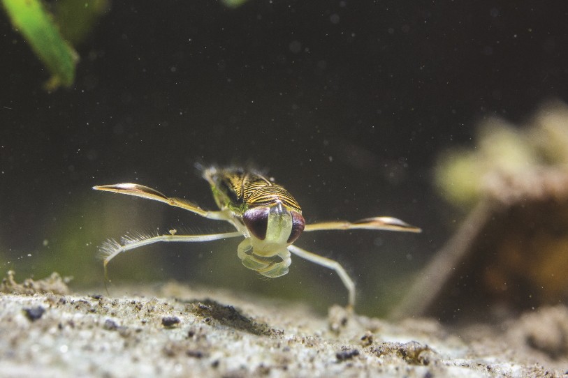 Le public pourra faire les yeux doux à des espèces qu'il ne connaît pas très bien. Photo: Centre-nature La Sauge.