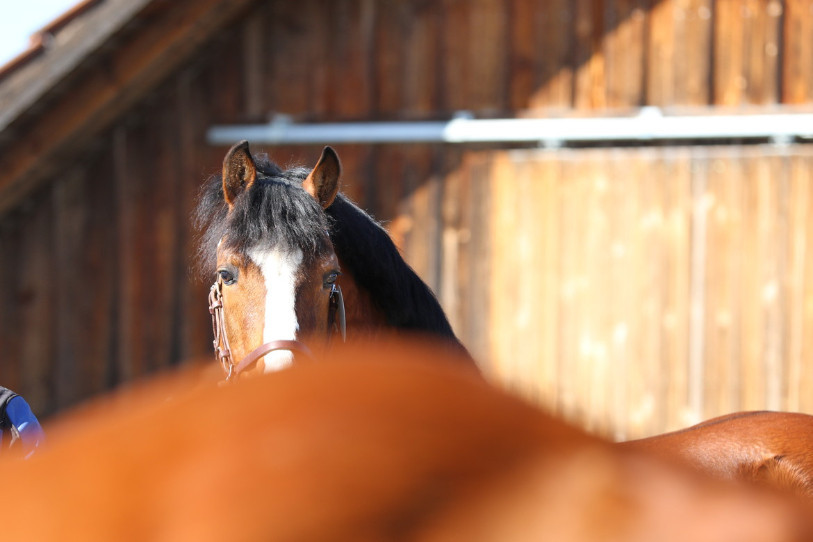 Les concours cantonaux précèdent la saison de monte. (Photo : Bernadette Oriet)
