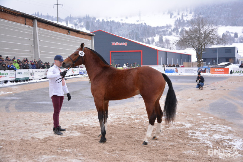 Nordica de la Burgis est l'étalon qui a terminé vainqueur du test en station 2019 à Avenches. Présenté ici à Glovelier en janvier, il appartient à la famille Juillard de Damvant.