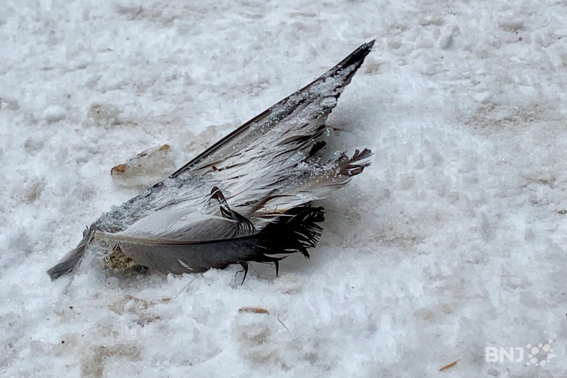 En janvier, au moins une vingtaine de cadavres de pigeon avaient été retrouvés à La Chaux-de-Fonds.