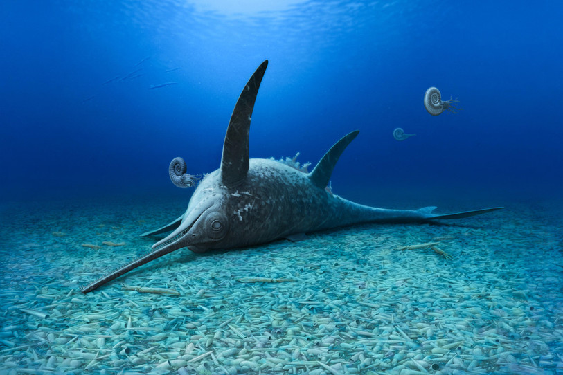 L’ichtyosaure Eurhinosaurus mistelgauensis tel qu’imaginé par l’artiste Andrey Atuchin. (Photo : Urwelt-Museum Oberfranken)