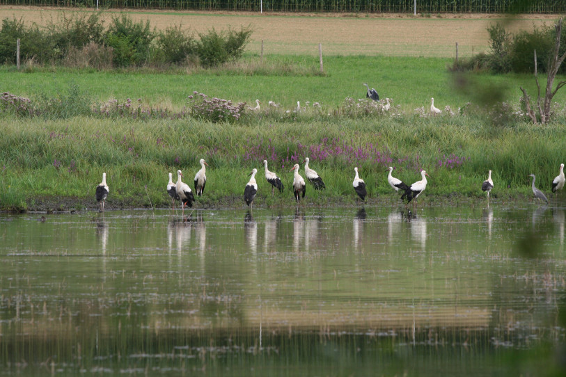 La Fondation des Marais de Damphreux ne baguera plus les jeunes cigognes blanches nées en Ajoie. (Photo : Archive Fondation des Marais de Damphreux)