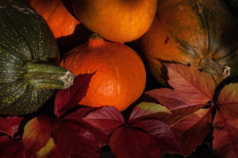 l'automne au potager