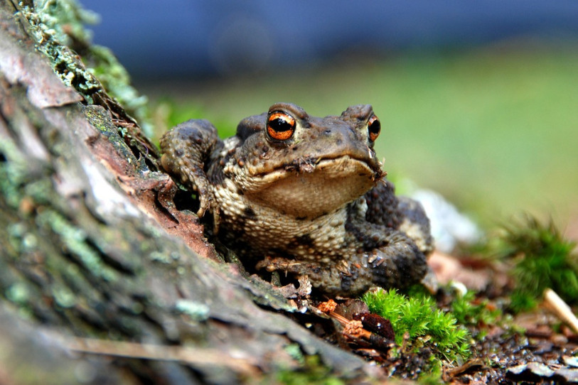 Le voyage des noces des grenouilles débutera dans environ deux semaines et durera jusqu'à mi-avril. (Photo : archives)